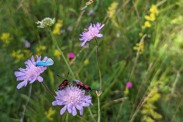 Insektenfreundlich Gärtnern