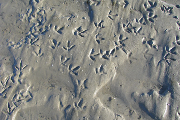 Vogelspuren im Watt