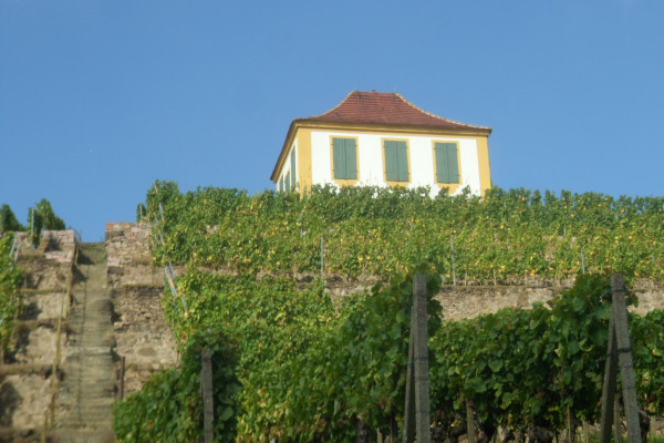 Blick in die Weinberge