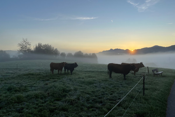 Murnau-Werdenfelser Rinder stehen früh auf der Weide