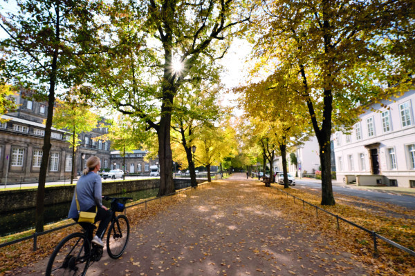 Entlang der "Allee" geht es in Richtung Horn und Bad Meinberg
