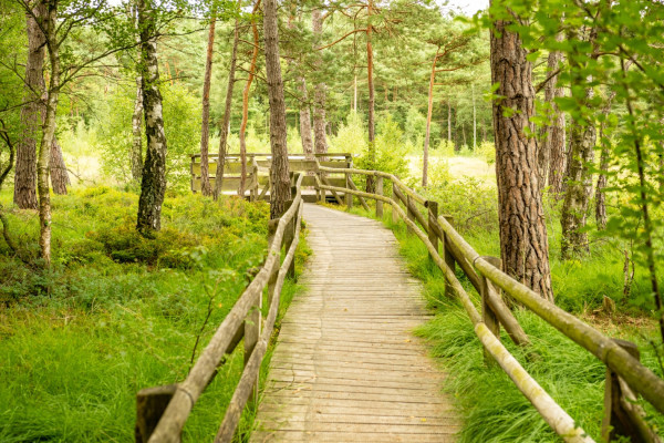 Hochmoor "Hiddeser Bent"
Bild "Hiddeser Bent" ©Tourist Information Lippe & Detmold, Fotografin: B.Fromberger
