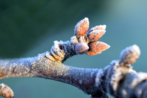 Knospen ccby Pixabay