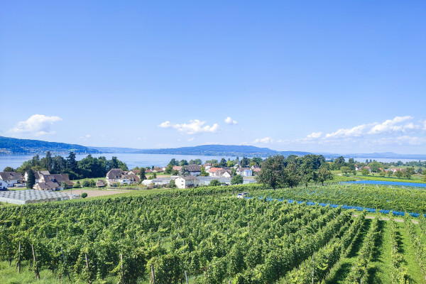 Blick auf die Reichenau