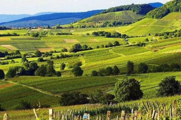 Das Markgräflerland