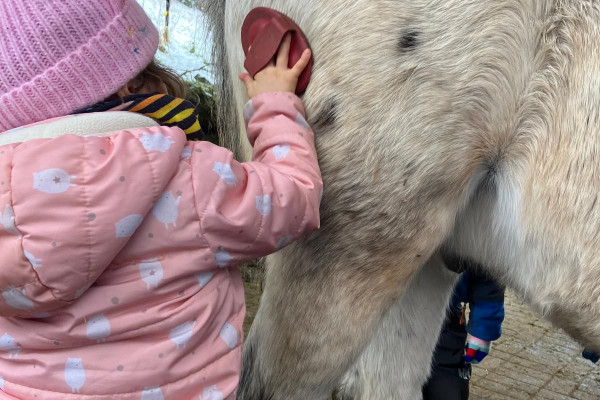 Kind putzt Pferd
