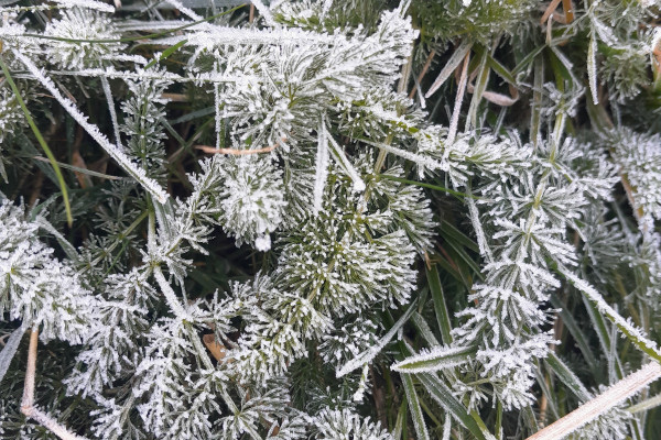 Tannen im Frost