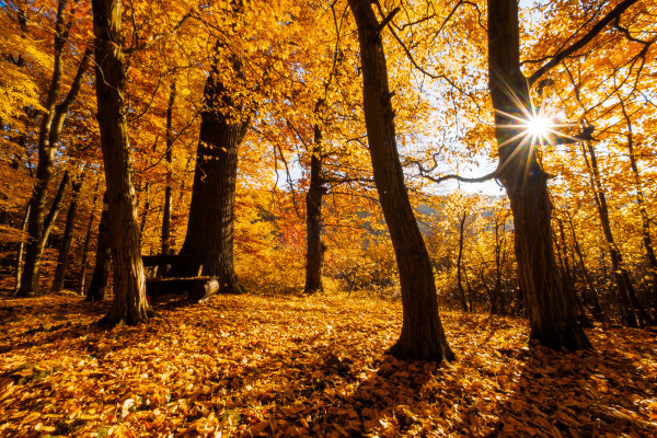 Herbstwald, (c) Purr