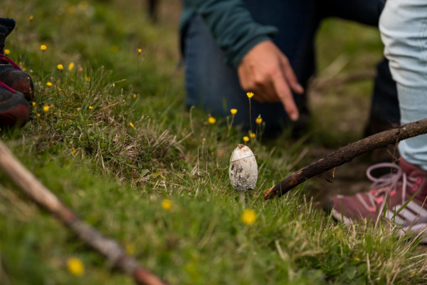 Pilz betrachten