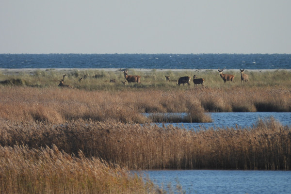 Rotwild im jagdfreien Raum