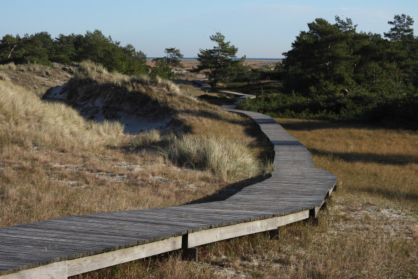 Bohlenweg über die junge empfindliche Dünenlandschaft