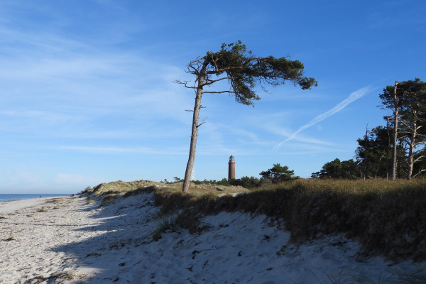 Windflüchter am Weststrand mit Leuchtturm Darßer Ort