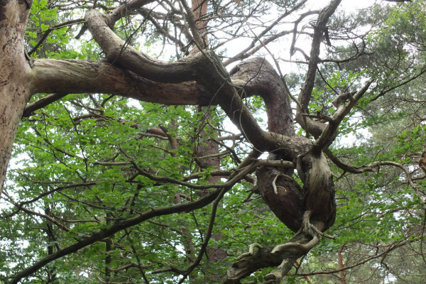 Baumwuchswunder im Darßwald