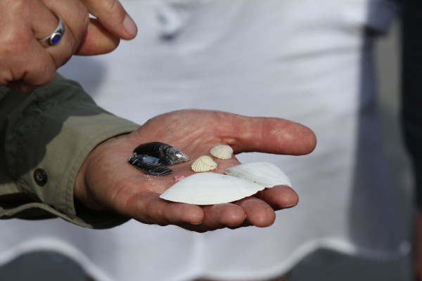 Muschelfunde am Ostseestrand