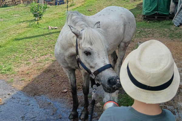 Kind spritzt Wasser aufs Pferd