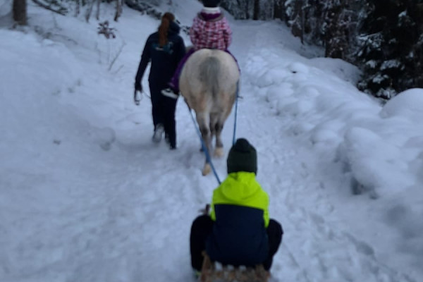 Schlittenfahren im Schnee mit Pferd