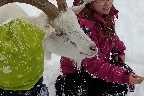 Ziege und Kinder im Schnee