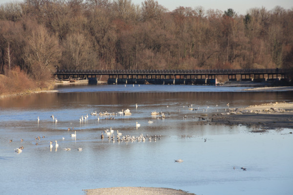 Isar