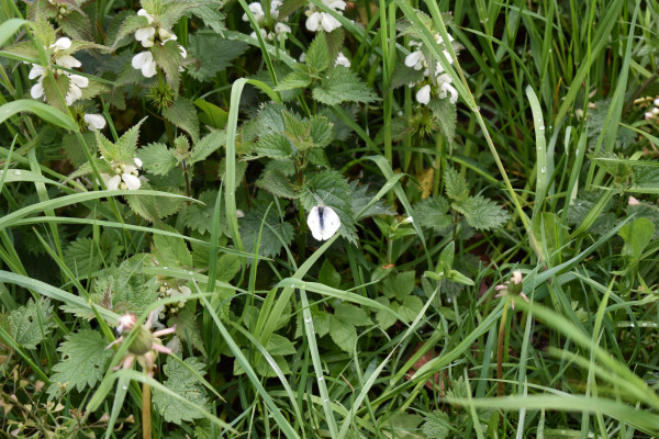 Kleiner Kohlweißling