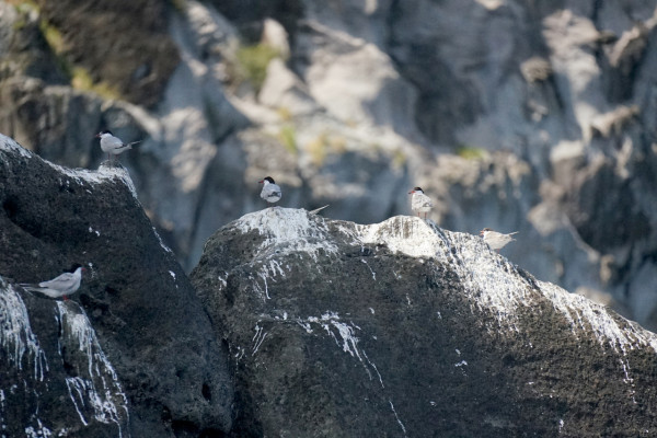 Flussseeschwalbe, Azoren Seevögel, Küstenfauna Azoren