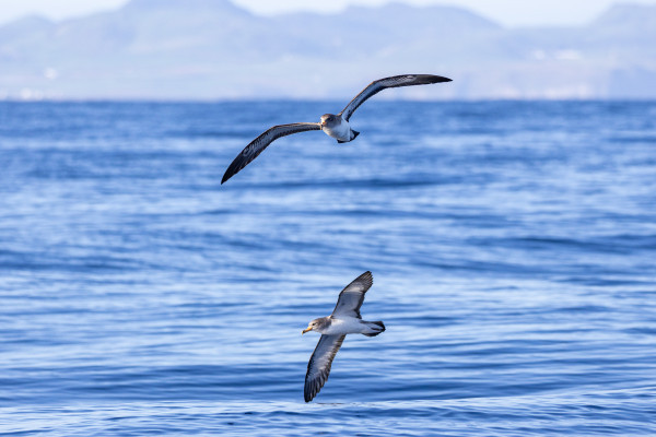 Cory’s Shearwater Azoren, Atlantische Seevögel, Meeresfauna Azoren