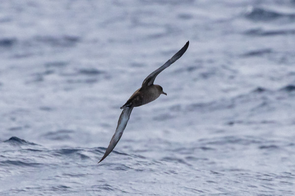 alt="Flug des Rußsturmtauchers Ardenna grisea"
