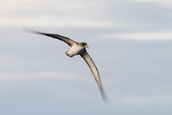 alt="Kreative Momente beim Fotografieren von Seevögeln im Flug"
