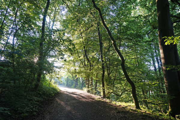Waldweg an der Prinzenquelle (Bild: Mario Zgoll, Kassel Marketing GmbH)