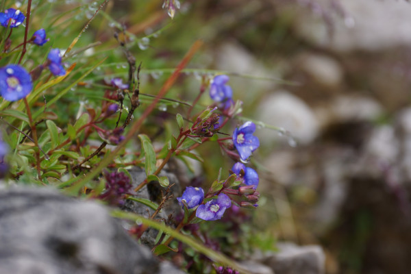 Blumen am Issboden