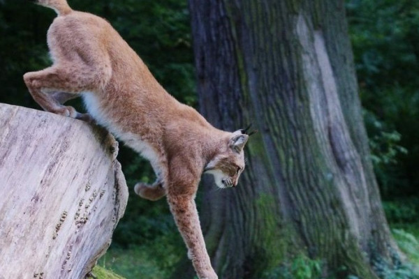 Luchs in Springe Luchs in Springe