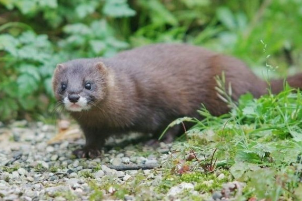 Marder im Wisentgehege in Springe Marder im Wisentgehege in Springe