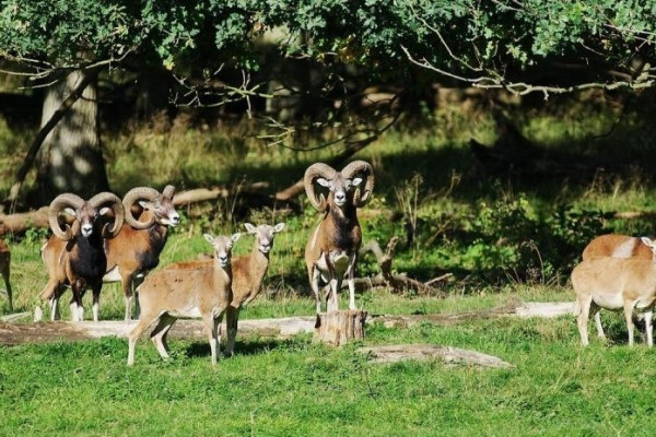 Mouflon