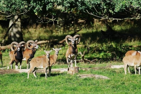 Mufflons im Wisentgehege in Springe Mufflons im Wisentgehege in Springe