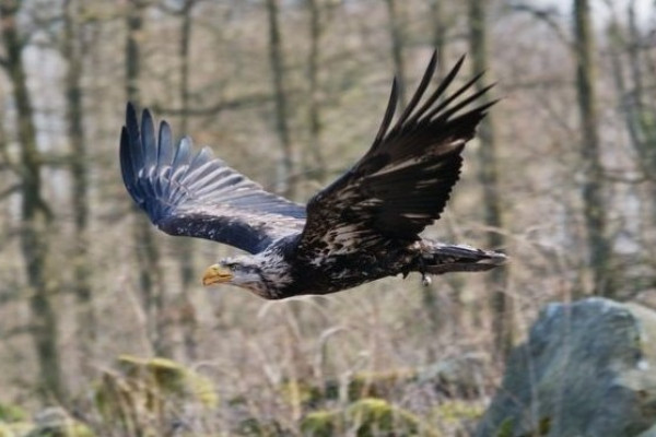 Greifvogel im Wisentgehege in Springe Greifvogel im Wisentgehege in Springe