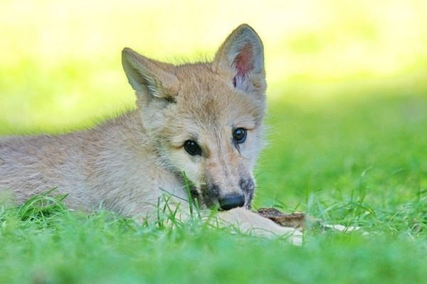 Wolf im Wisentgehege in Springe Wolf im Wisentgehege in Springe