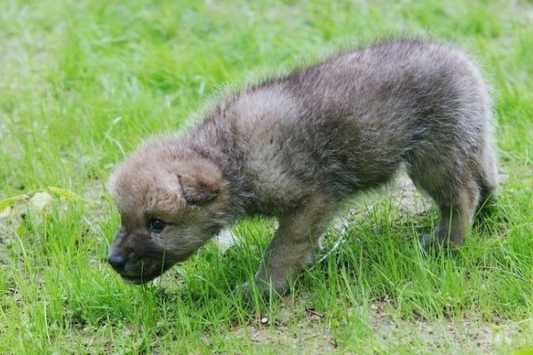 Babywolf im Wisentgehege in Springe Babywolf im Wisentgehege in Springe