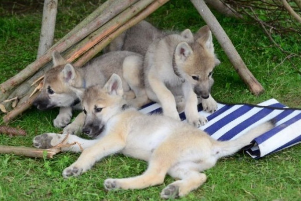Wolfsbabys im Wisentgehege in Springe Wolfsbabys im Wisentgehege in Springe