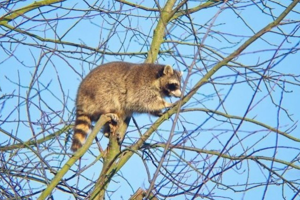 Waschbär in Springe Waschbär in Springe
