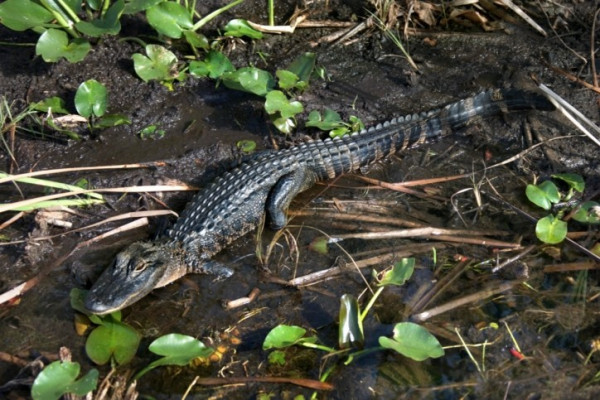 Baby-Krokodil