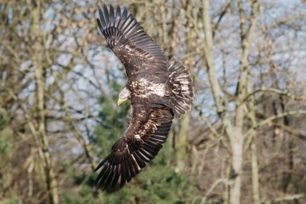 Greifvogel in Springe Greifvogel in Springe