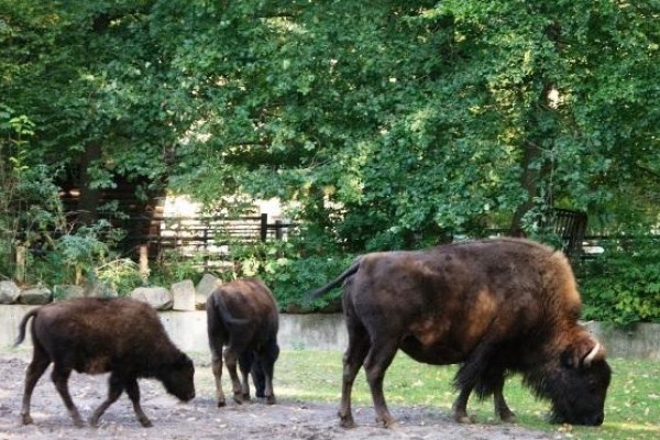 Bisons im Zoo Stralsund