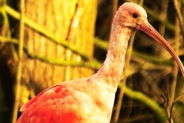 Ibis im Leintalzoo in Schwaigern