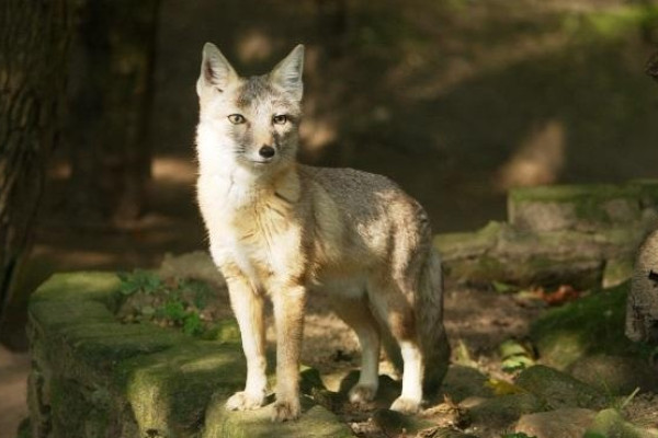 Steppenfuchs