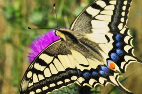 Schwalbenschwanz im Leintalzoo in Schwaigern