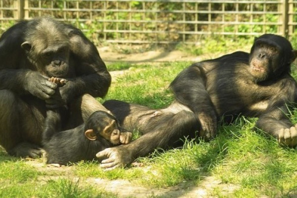 Schimpansen im Leintalzoo in Schwaigern