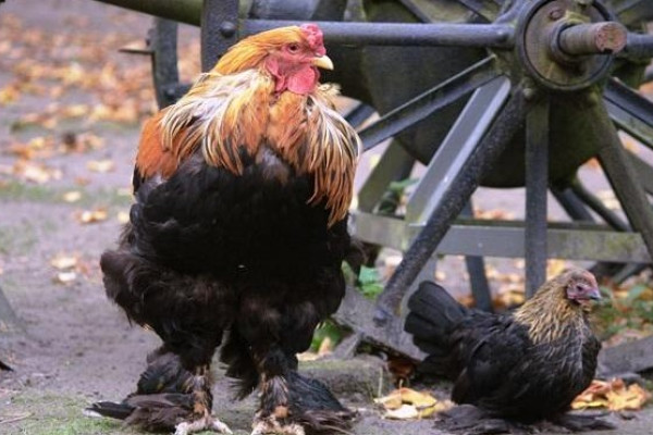 Brahma- und Federfüßiges Zwerghuhn