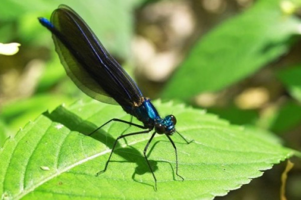 Prachtlibelle im Leintalzoo in Schwaigern