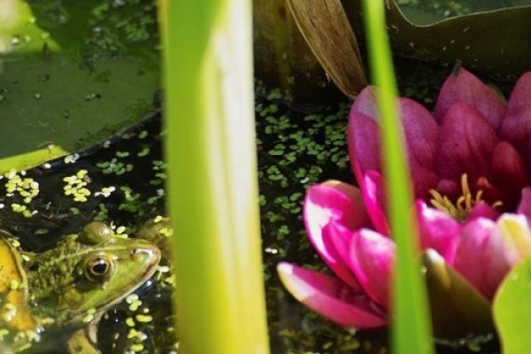 Teich im Leintalzoo in Schwaigern