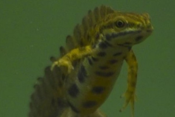 Teichmolch im Leintalzoo in Schwaigern