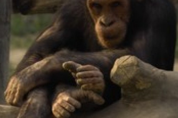 Schimpanse im Leintalzoo in Schwaigern